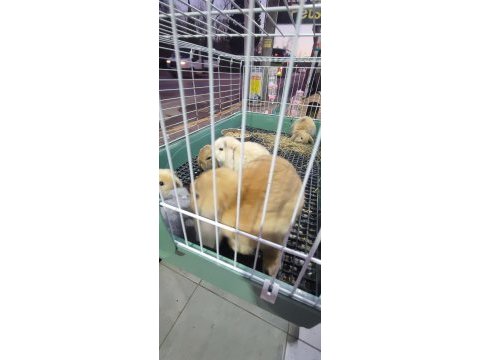 Hollanda mini lop cüce tavşan