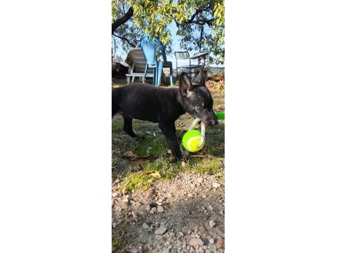 2 aylık saf siyah belçika kurdu (malinois)