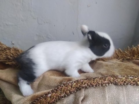 Cüce tavşan yavruları ( küçük ırk)