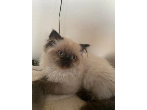 Scottish fold blue point dişi 50 günlük
