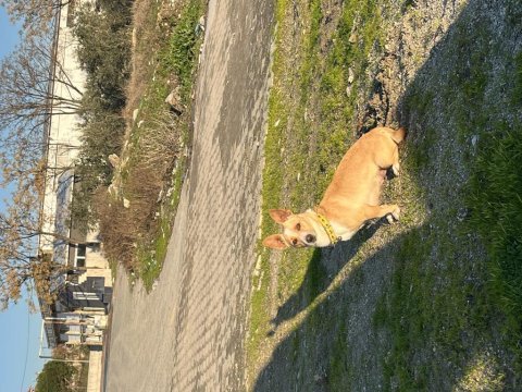 Köpeğimiz hastasına