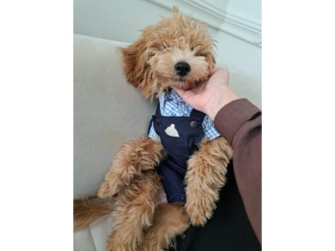 Poodle köpeğimiz tarçına yuva arıyoruz