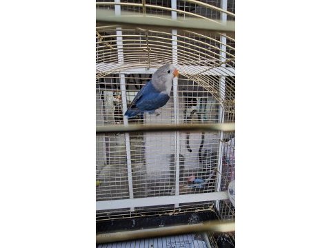 Üst düzey mutasyon cennet papağanı bebek