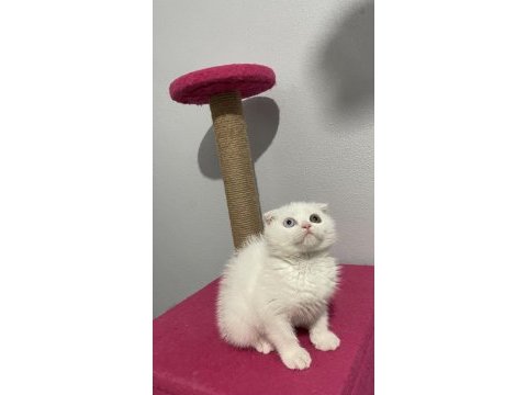 Scottish fold çift göz renkli