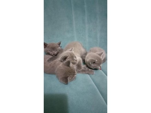 British shorthair yavrularımı sahiplendiriyorum