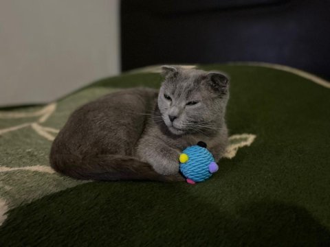 Scottish fold sahiplendirme