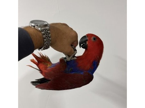 Eclectus papağanı yavru