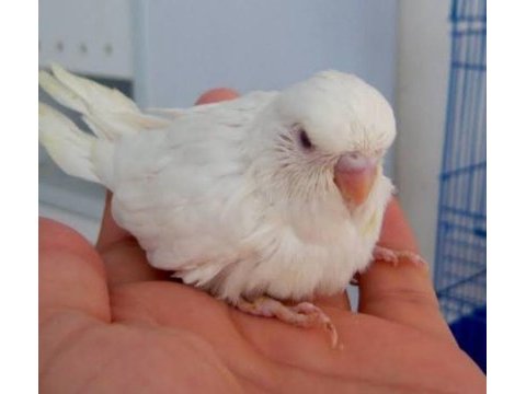 Albino jumbo yavru