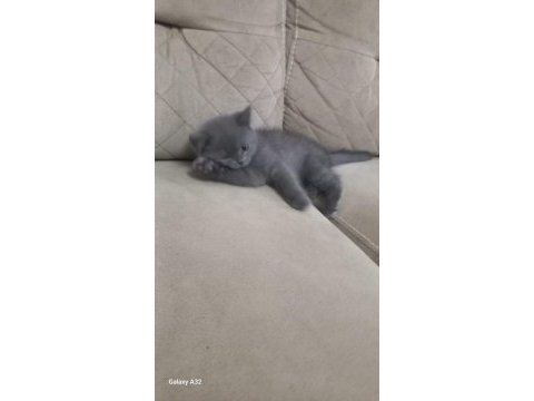 British shorthair kedimize yeni yuva aranıyor