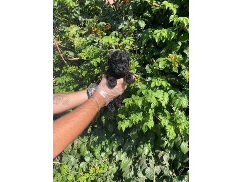 Show kalite toy poodle