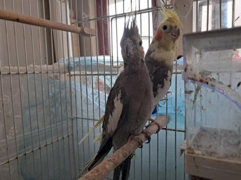 Bakıcı çift sultan papağanı
