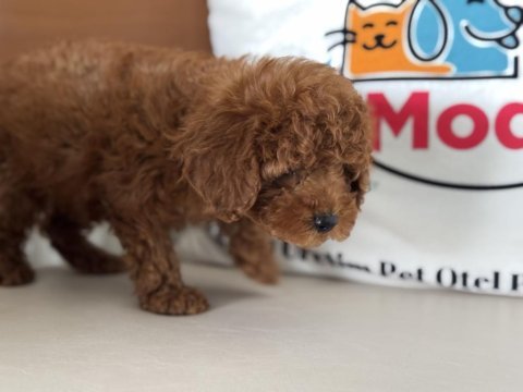 Petmode köpek çiftliğinde ziyarete açık toy poodle