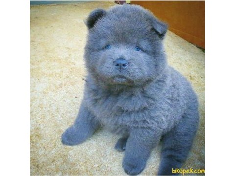Son kalan blue chow chow yavrumuz