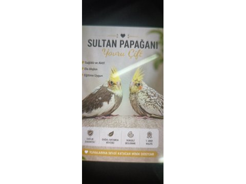 Satılık sağlıklı sultan papağanı çifti