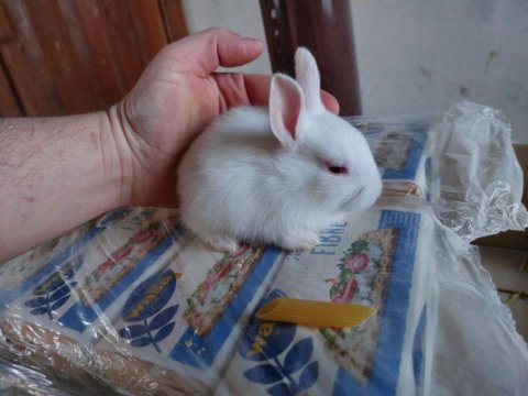 Bolu tavşan sahiplendirmemiz