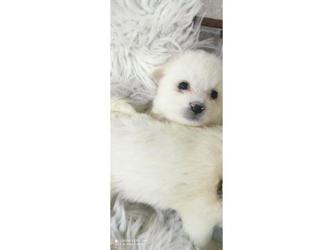 Safkan pomeranian spitz yavruları