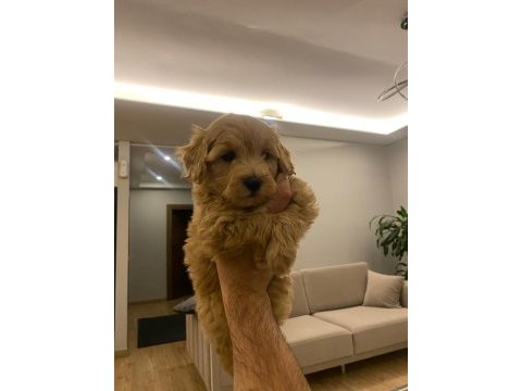 2 aylık poodle maltipoo kırma