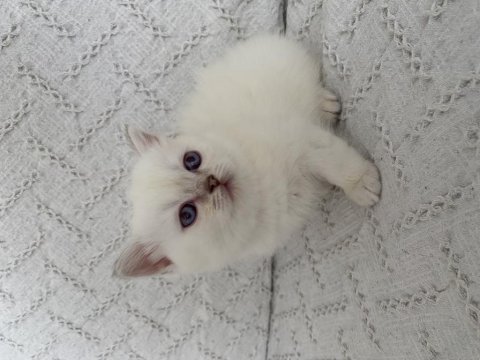 Muhteşem güzellikte safkan british shorthair yavru