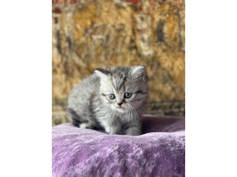Full orjinal silver shorthair