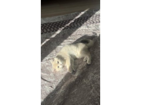 Saf kan gerçek golden kedimiz
