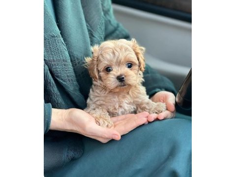 Maltipoo kore kan 0 numara bebekler