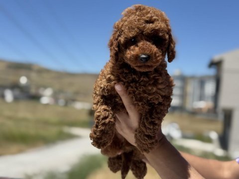Show kalite kore toy poodle yavrular ziyarete açık