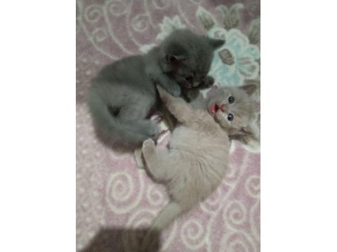 Safkan british shorthair bebekler - renk renk