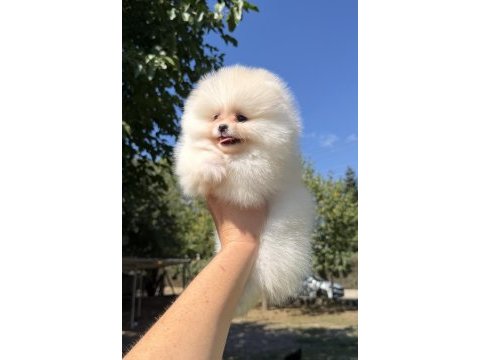 Mini boy üst düzey gülen yüz pomeranian kızımız