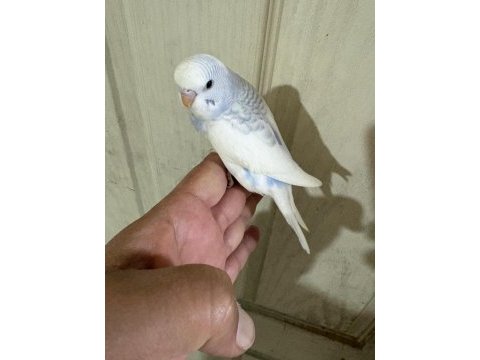 30 günlük renk güzeli erkek bebek muhabbet kuşu