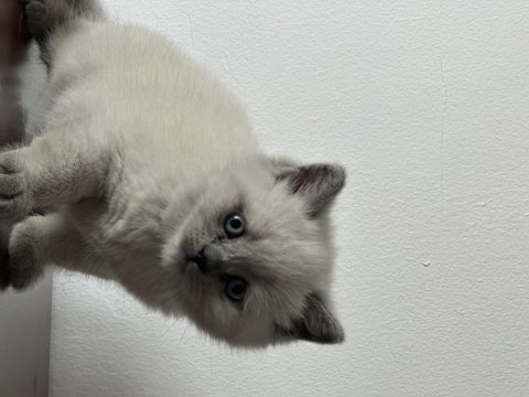 3 dişi ve 2 erkek british longhair