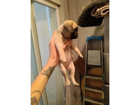 50 günlük pug yavrumuz