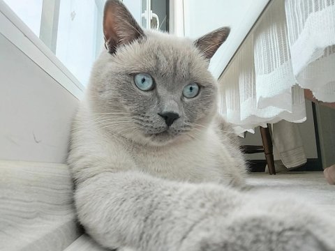 Kısır erkek british bluepoint