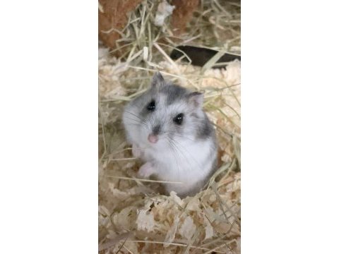 Gonzales hamster bir sürü