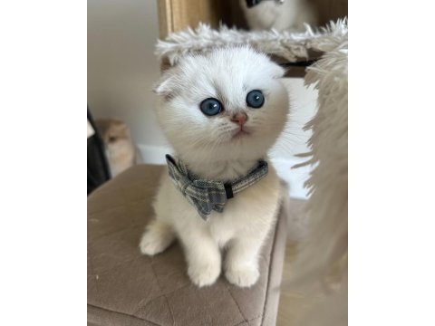 Bebek surat silver scottish fold