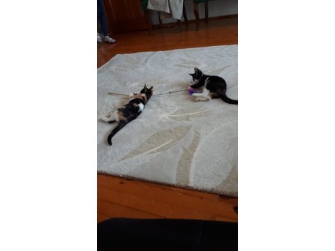 İki adet 3 aylık dişi kedi yavrusu