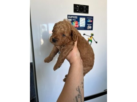 F3 maltipoo yavrular