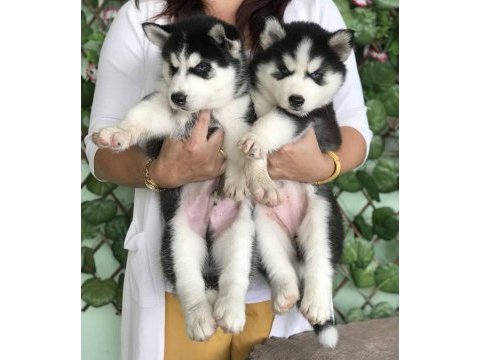 Husky sibirya yavruları