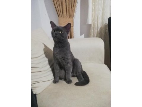 British shorthair dişi
