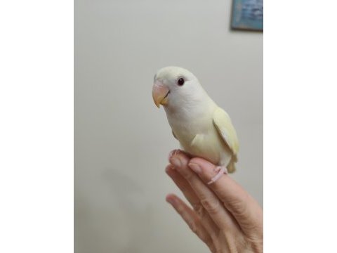 Oyun hamuru cremino sevda papağanı
