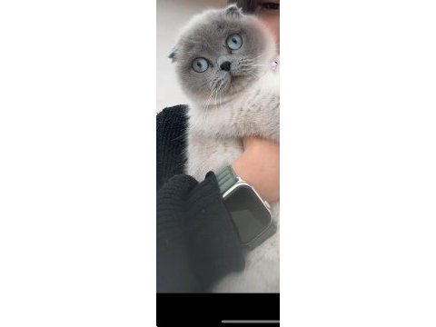 Birbirinden ayrılmayan pamuk suratlı güzel kediler