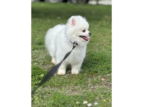 Yavrumuz eğitimlidir pomeranian boo