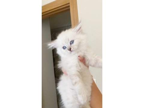 Kedimiz için ciddi alacaklar arayabilir