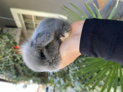 Safkan hollanda lop tavşan gönderim var