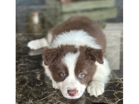 Çok iyi border collie yavruları istanbul