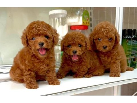 Mersinin en seçkin toy poodle yavruları