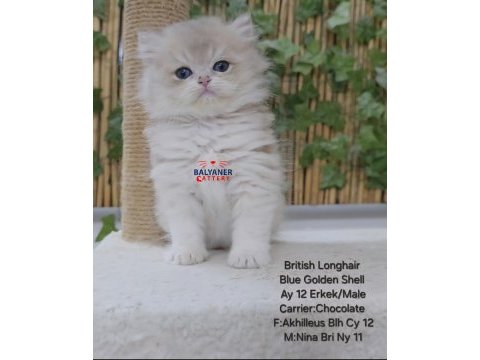 British longhair kaliteli safkan yavru