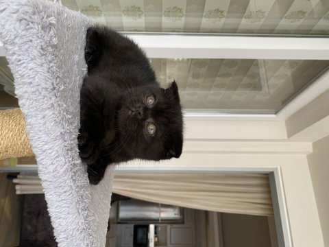 2 aylık kömür scottish fold oğluşum