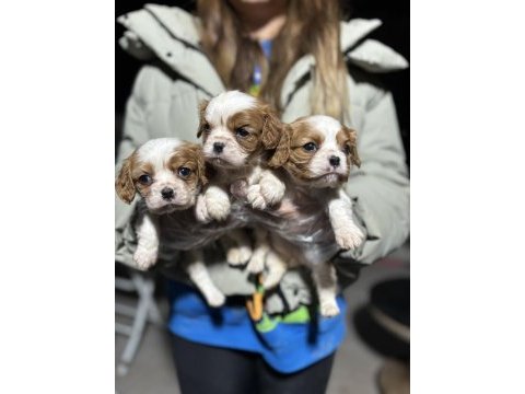 Cavalier king charles yavrularım