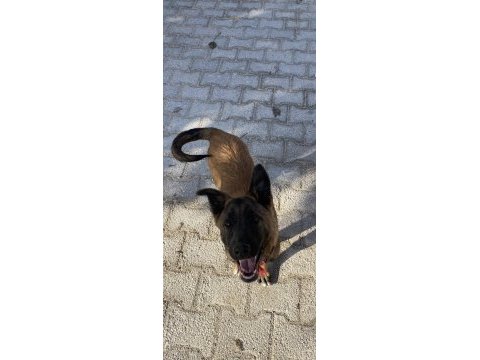 Her şeyi tam belçika malinois