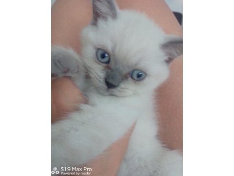 British blue point